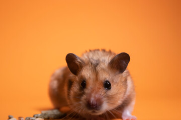 Wall Mural - brown hamster mouse eating food for rodents isolated on orange background. pet, pest