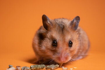 brown hamster mouse eating food for rodents isolated on orange background. pet, pest