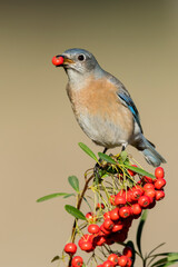 Wall Mural - Western Bluebird, Sialia mexicana