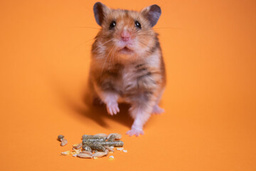 brown hamster mouse eating food for rodents isolated on orange background. pet, pest