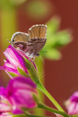 Geranium bronze or brun des pélargoniums butterfly, (Cacyreus marshalli), on pink closed geranium buds