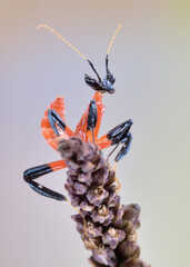 Hymenopus coronatus nymph l1 macro