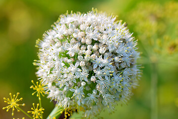 Flowering ornamental onion