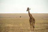 Fototapeta Zwierzęta - giraffe in safari