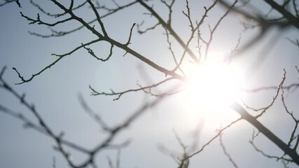 Wall Mural - dry tree branch close-up silhouette against the blue sky and sun. dry branch of a tree without leaves. dead dry tree branch. natural winter nature forest concept landscape