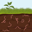 Pink earthworms in garden soil. Ground cutaway with worms. Farming and agriculture