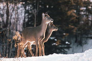 Wall Mural - Minnesota White Tail Deer fawn sitting with doe