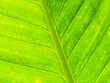 © Tle - green leaf texture