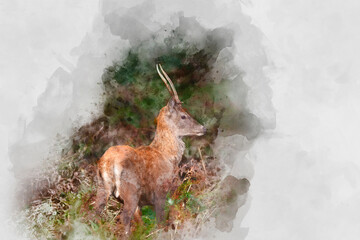 Wall Mural - digital watercolor painting of beautiful image of red deer stag in vibrant golds and browns of autum