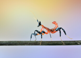 Hymenopus coronatus nymph L1 mantis macro