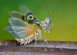 Pseudocreobotra wahlbergii - flower mantis on natural background closeup macro