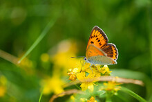 Close-up Of Butterfly Pollinating On Yellow Flower