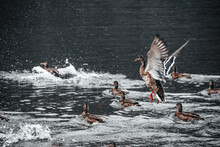 Ducks In The Water