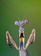 Parasphendale mantis on mysterious portrait