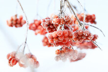 Winter Frozen Viburnum Under The Snow. Viburnum In The Snow. Red Berries. Wonderful Winter. Hoarfrost