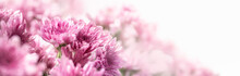 Closeup Of Pink Mums Flower On White Background With Copy Space Using As Background Natural Flora, Ecology Cover Page Concept.