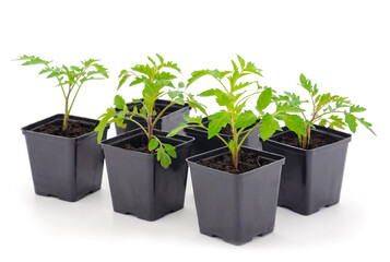 Seedlings of tomato in plastic  pot.