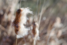 Fluffy Cattail Seeds. Natural Background And Texture.
