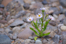 Daisies Growing Out Of Rocks