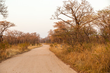 Wall Mural - The dirt roads of the Krugetr park in the early morning sunrise. 