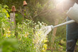 © Martin Barraud/Caia Image - Man watering vegetable. plants in sunny summer garden