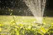 © Martin Barraud/Caia Image - Sprinkler watering lush green plants in sunny summer garden
