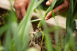 © Martin Barraud/Caia Image - Close up hand harvesting leek plant