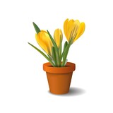 Fototapeta Tulipany - Crocuses in a ceramic pot