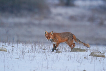 Wall Mural - Red Fox, Vulpes vulpes, in Winter