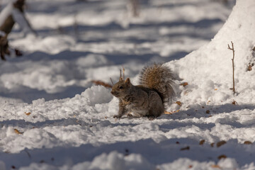 Wall Mural - Eastern grey squirrel in a snowy forest