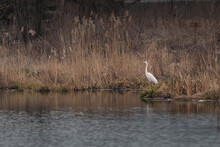 Great Egret Ardea Alba Perched At The Water Lake Edge