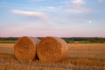 Canvas Print - Evening landscape of two straw bales in agricultural field. Rolled straw in the countryside