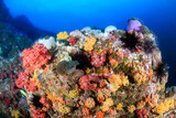 Fototapeta Do akwarium - Beautiful tropical coral reef with soft corals and colour at Black Rock in the Mergui Archipelago of Burma