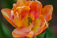 Close Up Of Orange And Yellow Tulip In Full Bloom