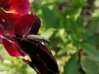 bug on a flower