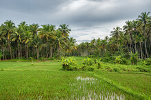 Rural Landscape With Palm Trees And Green Rice Field In Kerala, India