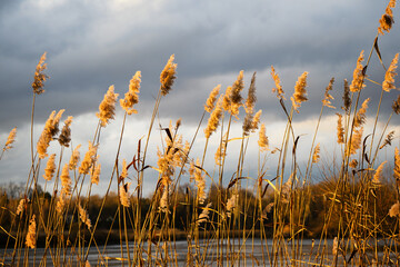 Poster - Tufts of reeds growing in nature.