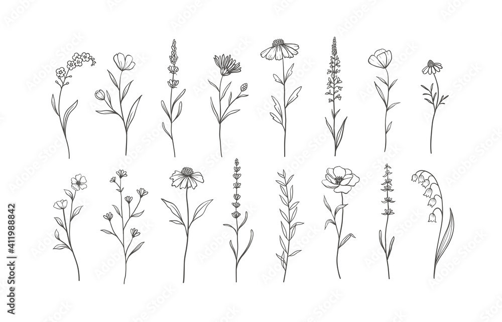 Set of Herbs and Wild Flowers. Hand drawn floral elements. Vector ...
