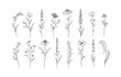 Set of Herbs and Wild Flowers. Hand drawn floral elements. Vector illustration