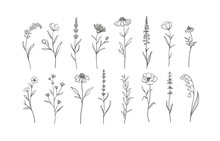 Set Of Herbs And Wild Flowers. Hand Drawn Floral Elements. Vector Illustration