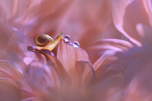Close-Up Of A Miniature Snail And Dew Drop On A Pink Flower, Indonesia