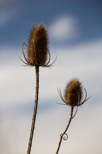 Close-up Of Dried Thistle Against Sky