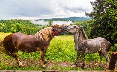 Rural nature landscape. Couple of funny horses in highland field. Natural scenery