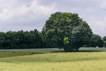 lone big tree on a flat yellow field