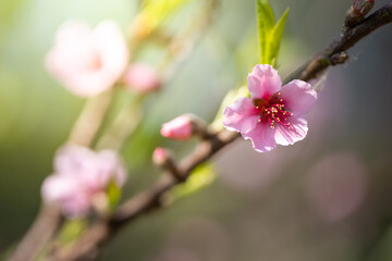 Sakura flowers blooming blossom in Chiang Mai, Thailand