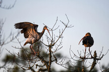 Young Ibis On A Tree