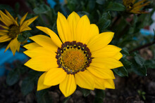 Picture Of Beautiful Gazania Rigens, Sometimes Known As Treasure Flower Or African Daisies