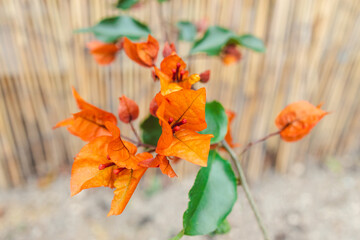 orange bougainvillea with flowers shot at shallow depth of field, gardening and botany