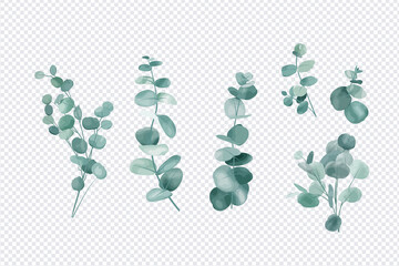 Eucalyptus leaves set isolated on transparent background 