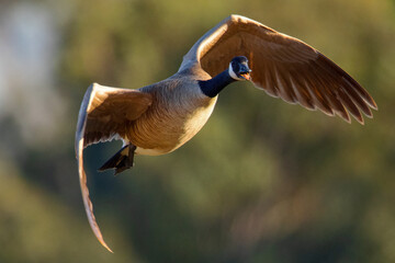 Poster - Close view of a Canada goose flying, seen in the wild near the San Francisco Bay